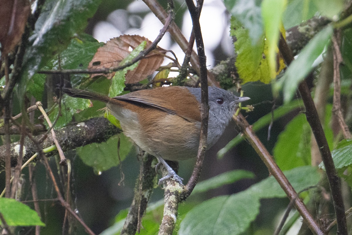 African Hill Babbler - ML621245395