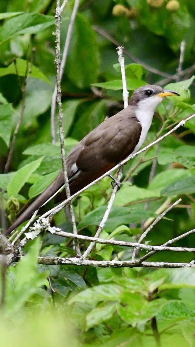 Yellow-billed Cuckoo - ML621245411