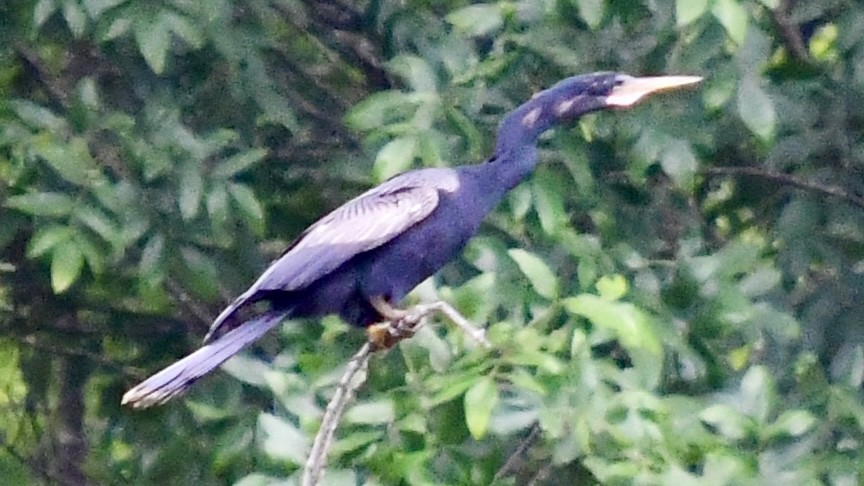 Anhinga Americana - ML621245455