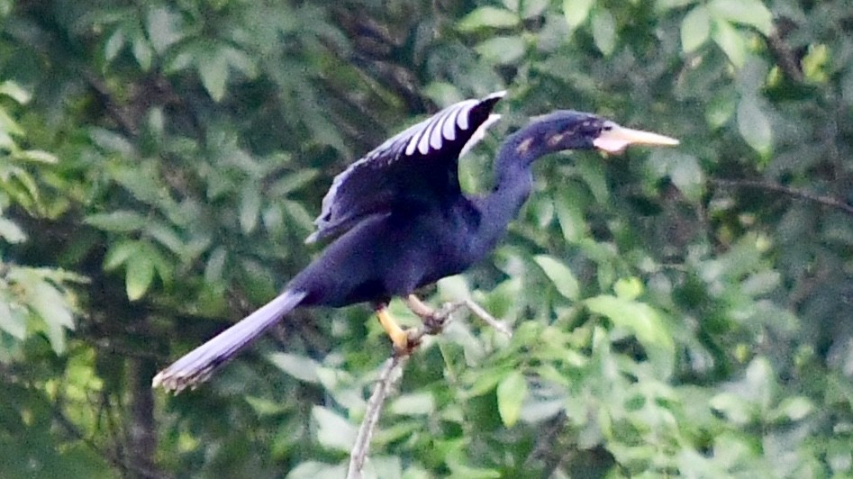 Anhinga Americana - ML621245456