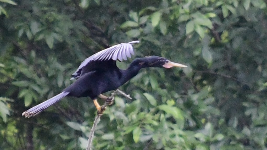 anhinga americká - ML621245457