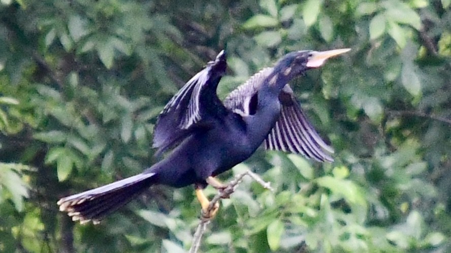 anhinga americká - ML621245458