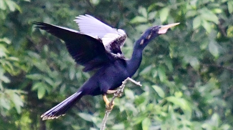 anhinga americká - ML621245460