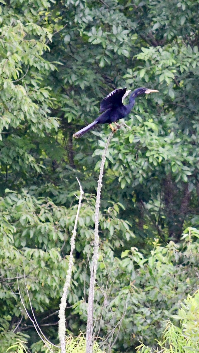 Amerika-Schlangenhalsvogel - ML621245462