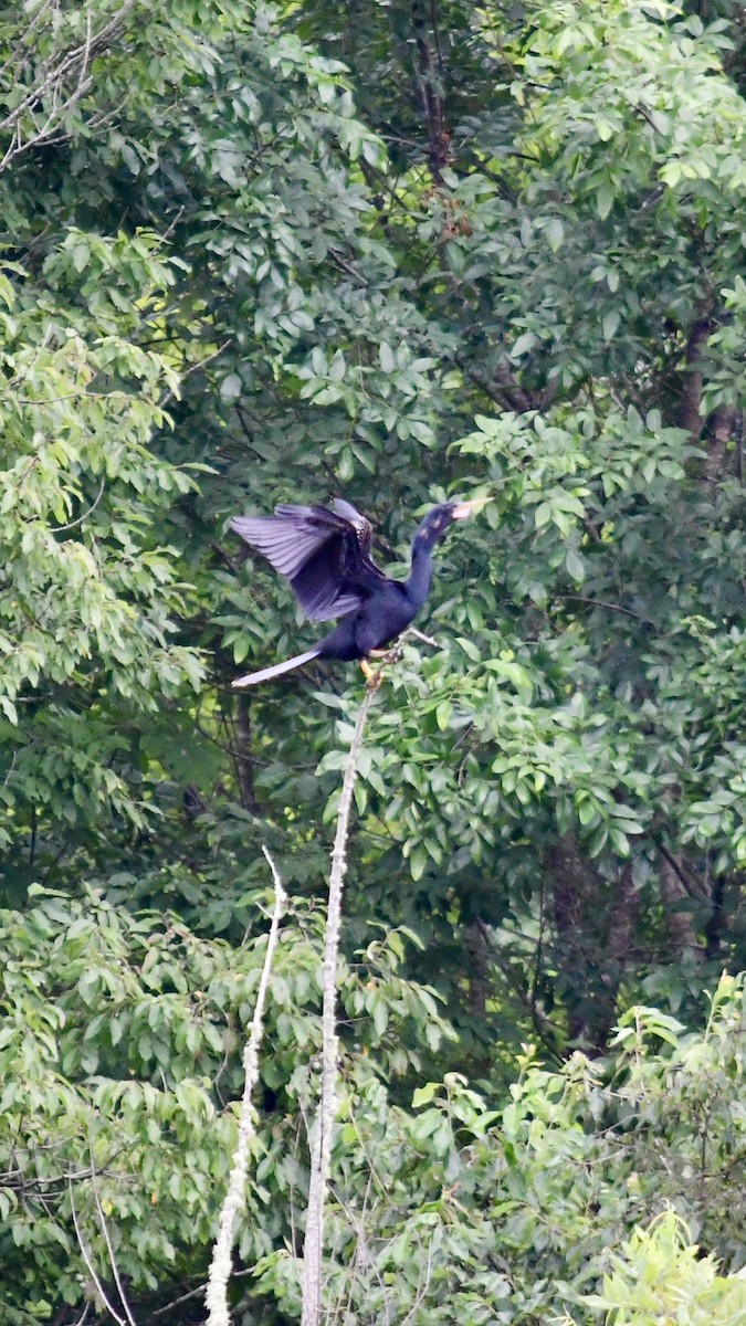 Amerika-Schlangenhalsvogel - ML621245463