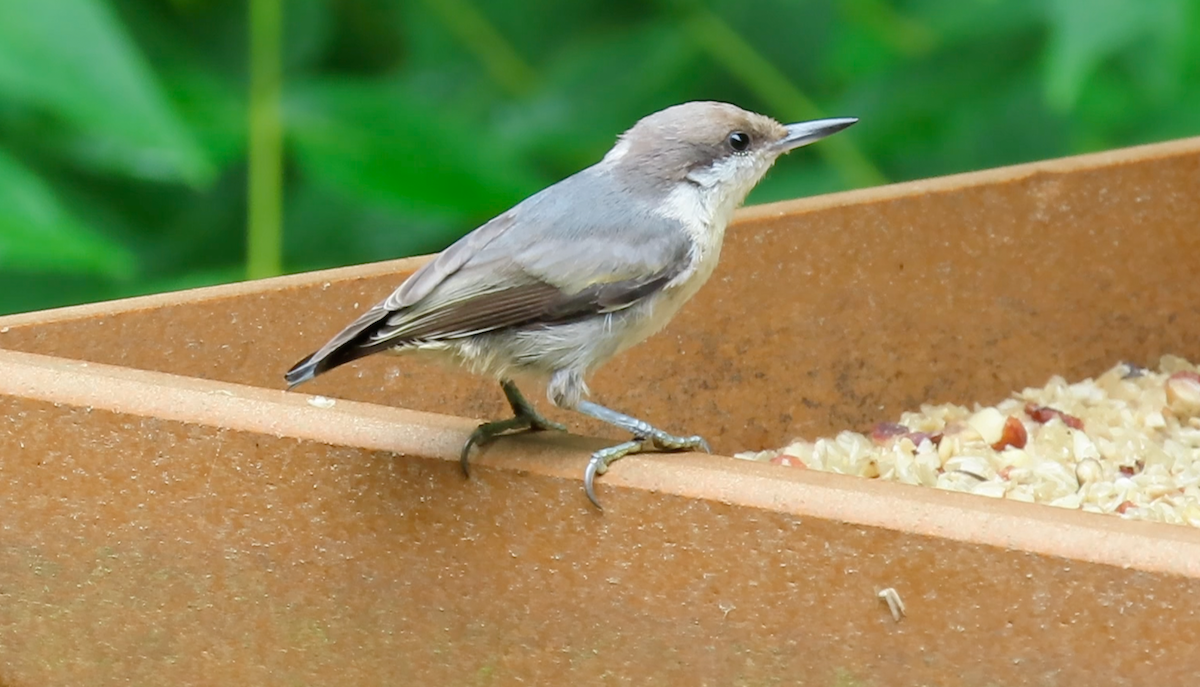 Brown-headed Nuthatch - ML621245464
