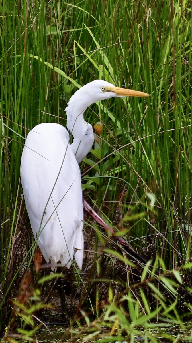 Great Egret - ML621245479
