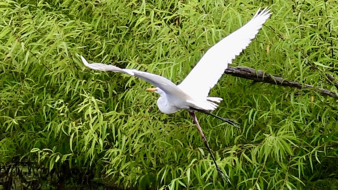 Great Egret - ML621245480