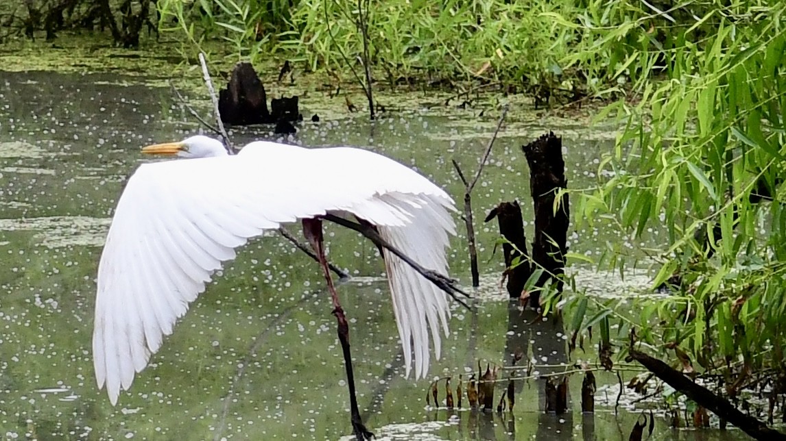 Great Egret - ML621245481