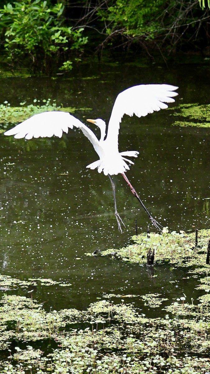 Great Egret - ML621245482