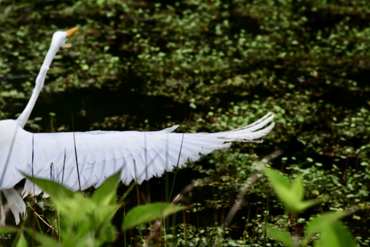 Great Egret - ML621245483