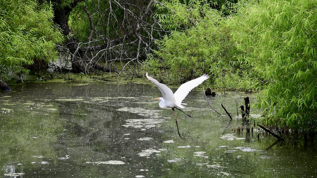 Great Egret - ML621245492