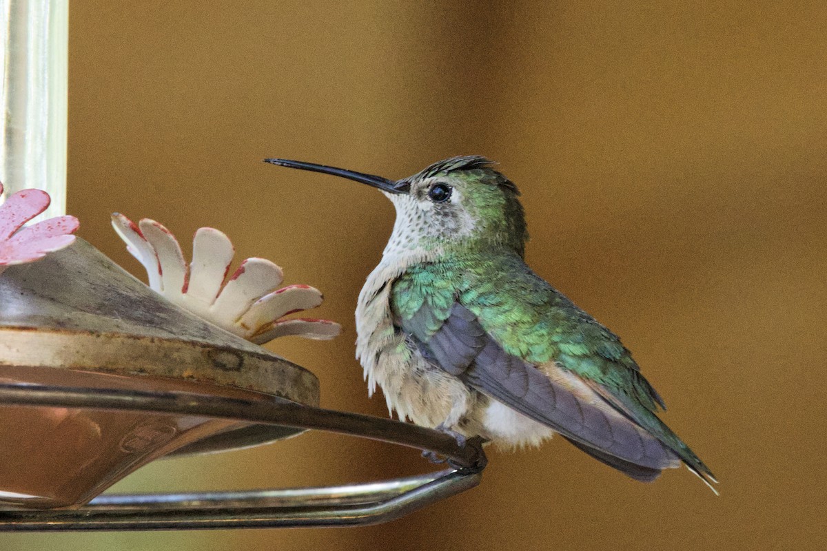 Broad-tailed Hummingbird - ML621245514