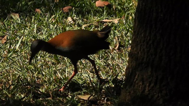 Slaty-breasted Wood-Rail - ML621245548