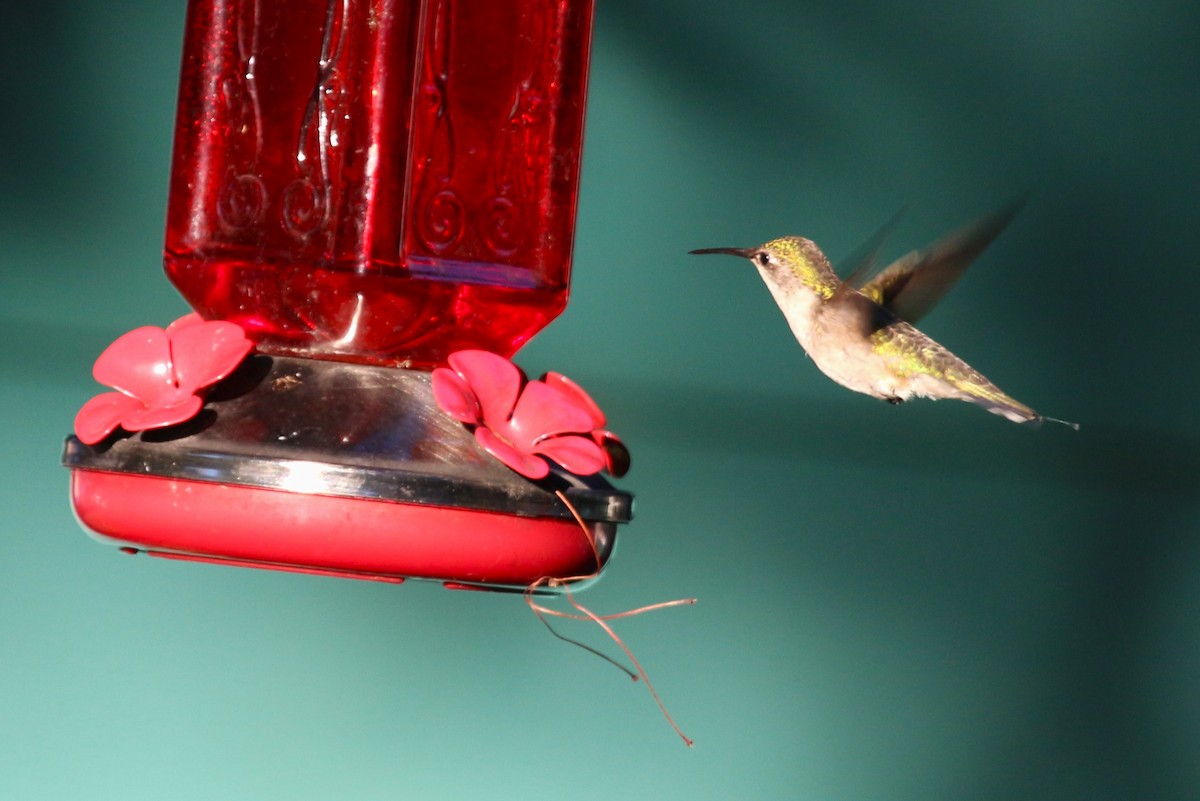 Ruby-throated Hummingbird - ML621245560