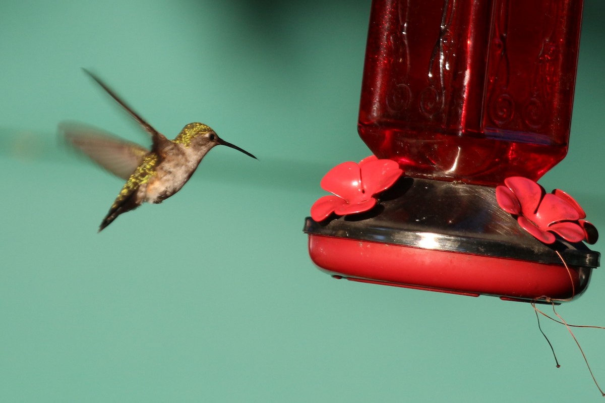 Ruby-throated Hummingbird - ML621245561