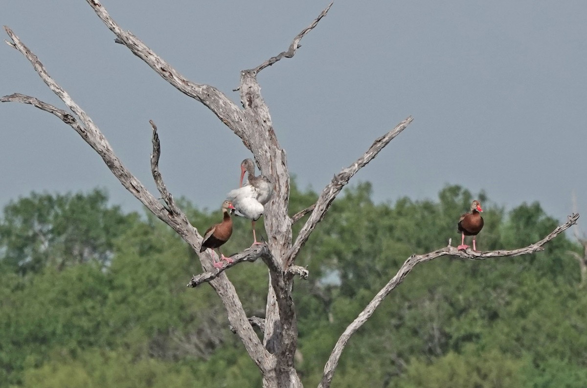 Black-bellied Whistling-Duck - ML621245641