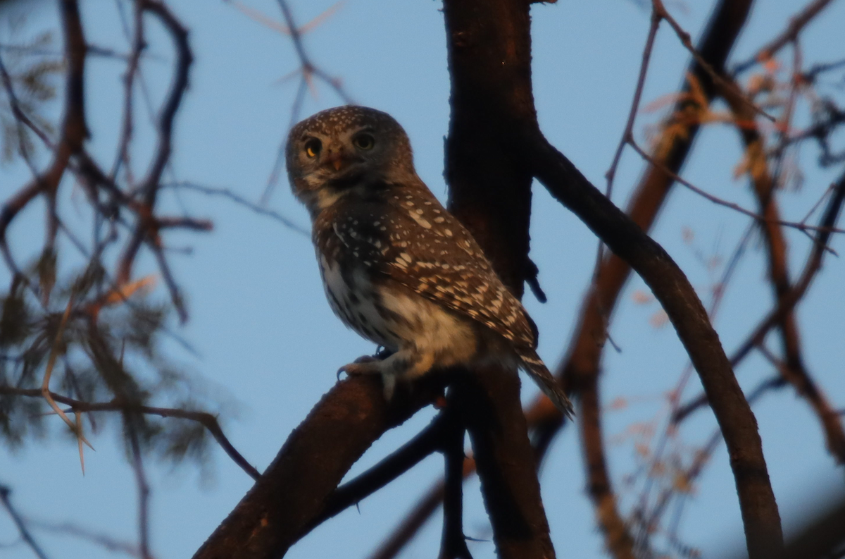 Pearl-spotted Owlet - ML621245647