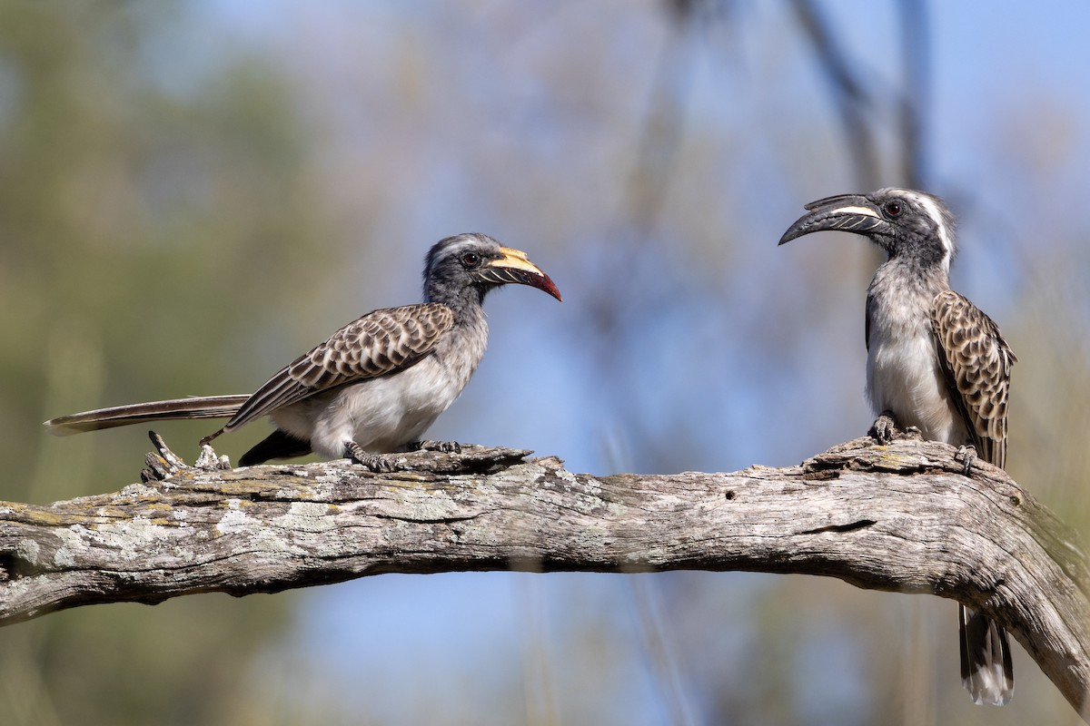 African Gray Hornbill - ML621245651