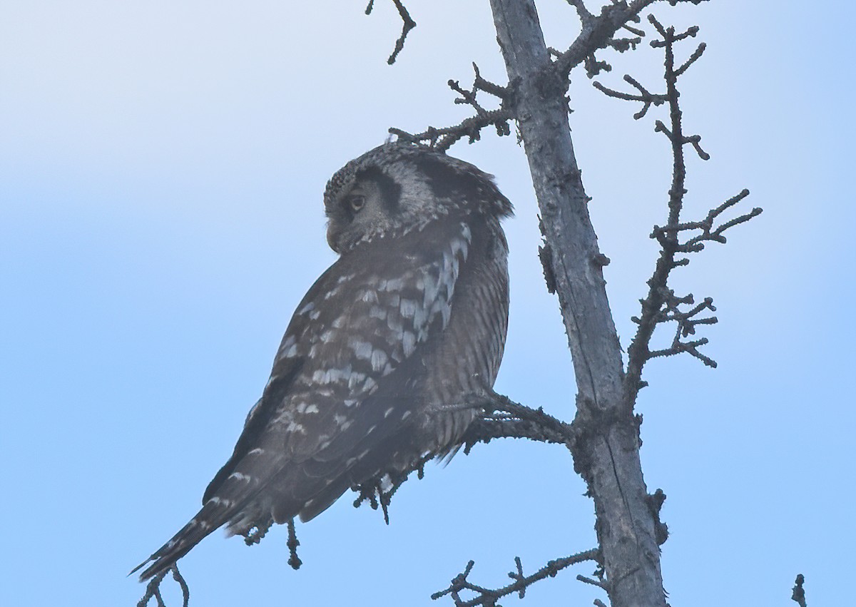 Northern Hawk Owl (American) - ML621245663