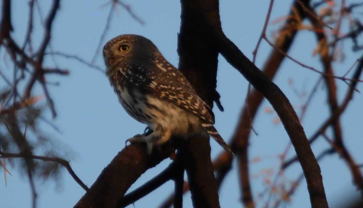 Pearl-spotted Owlet - ML621245667