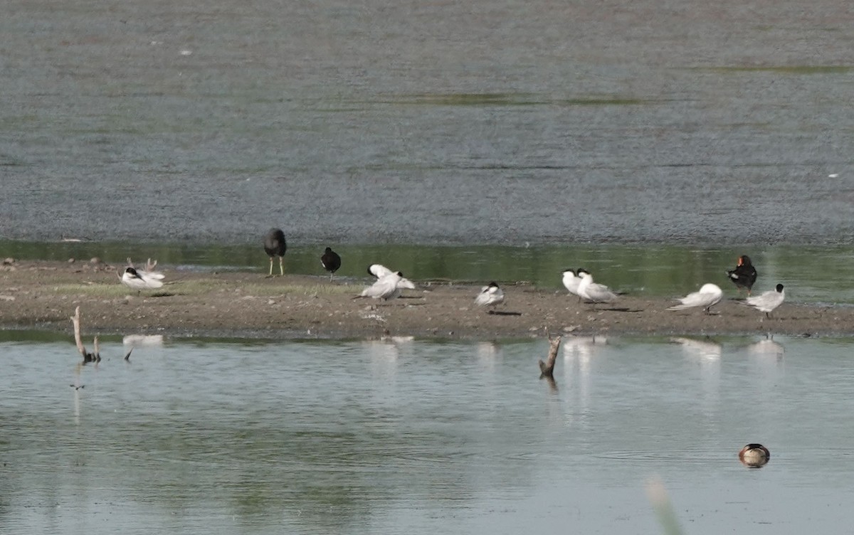 Gull-billed Tern - ML621245692