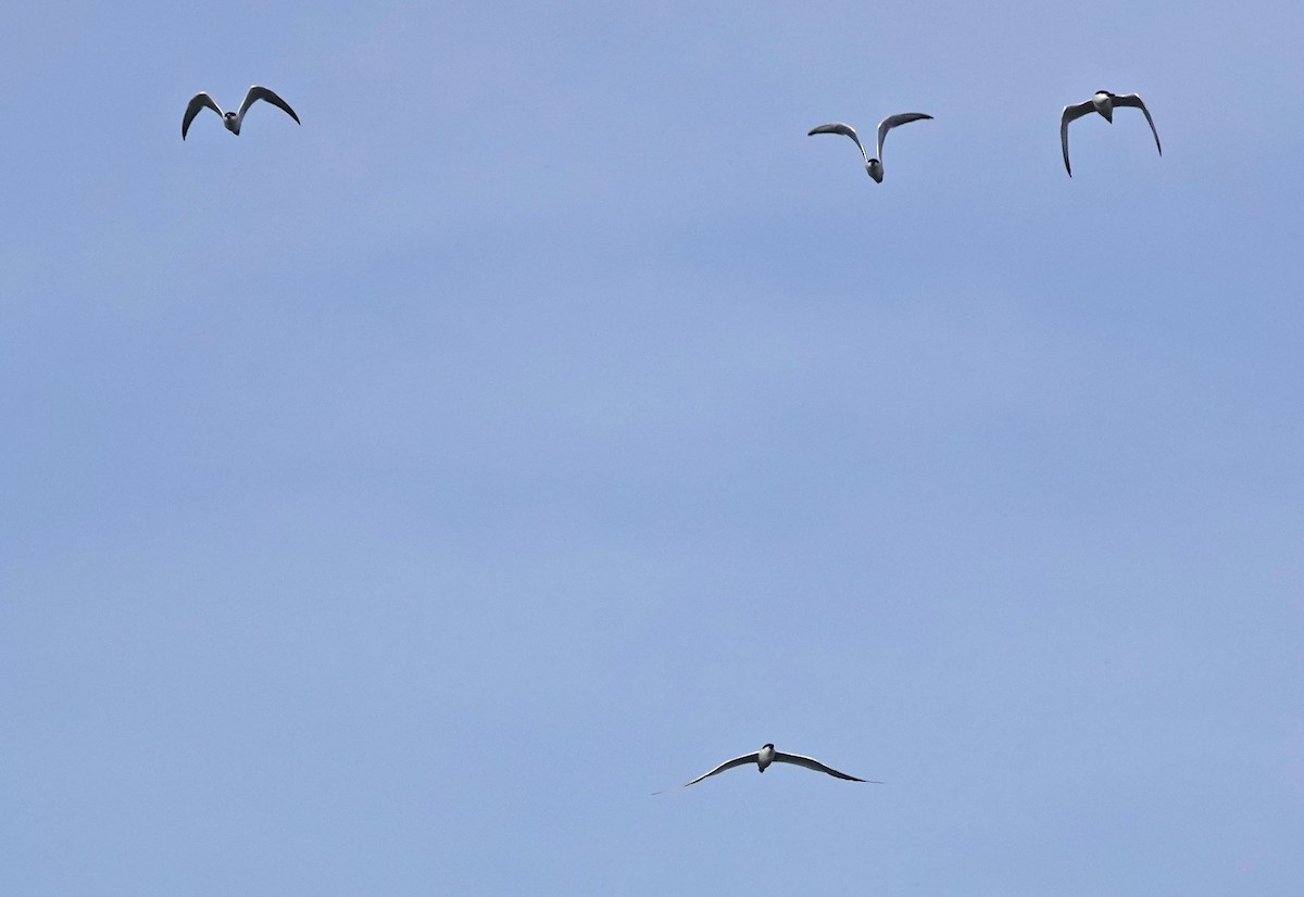 Gull-billed Tern - ML621245703