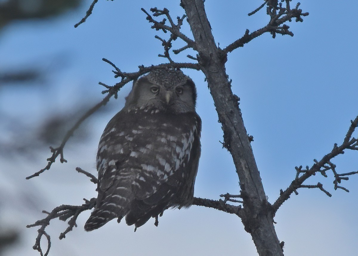 Northern Hawk Owl (American) - ML621245705