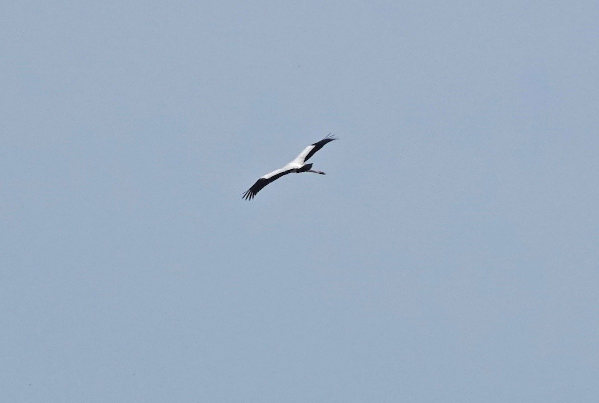 Wood Stork - ML621245706