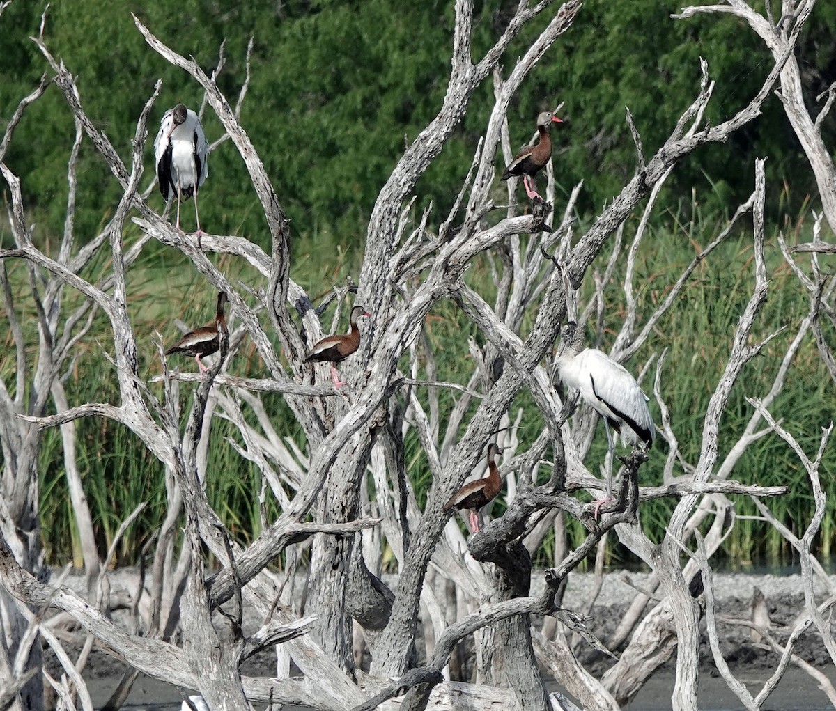 Wood Stork - ML621245719