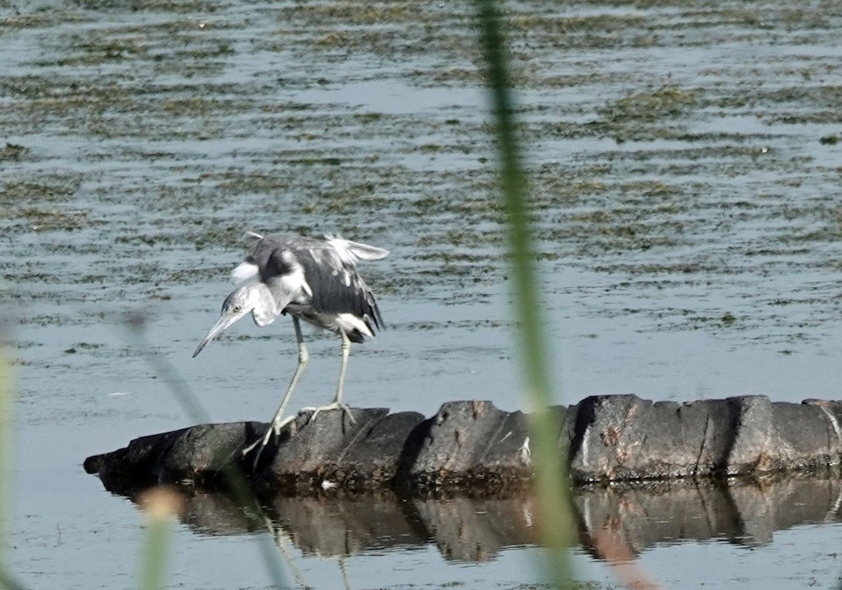 Little Blue Heron - ML621245725