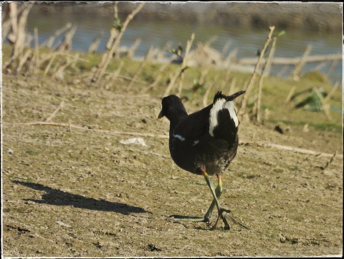 Eurasian Moorhen - ML621245726