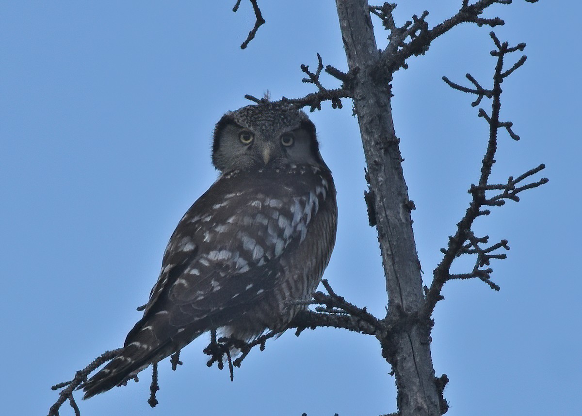 Northern Hawk Owl (American) - ML621245727