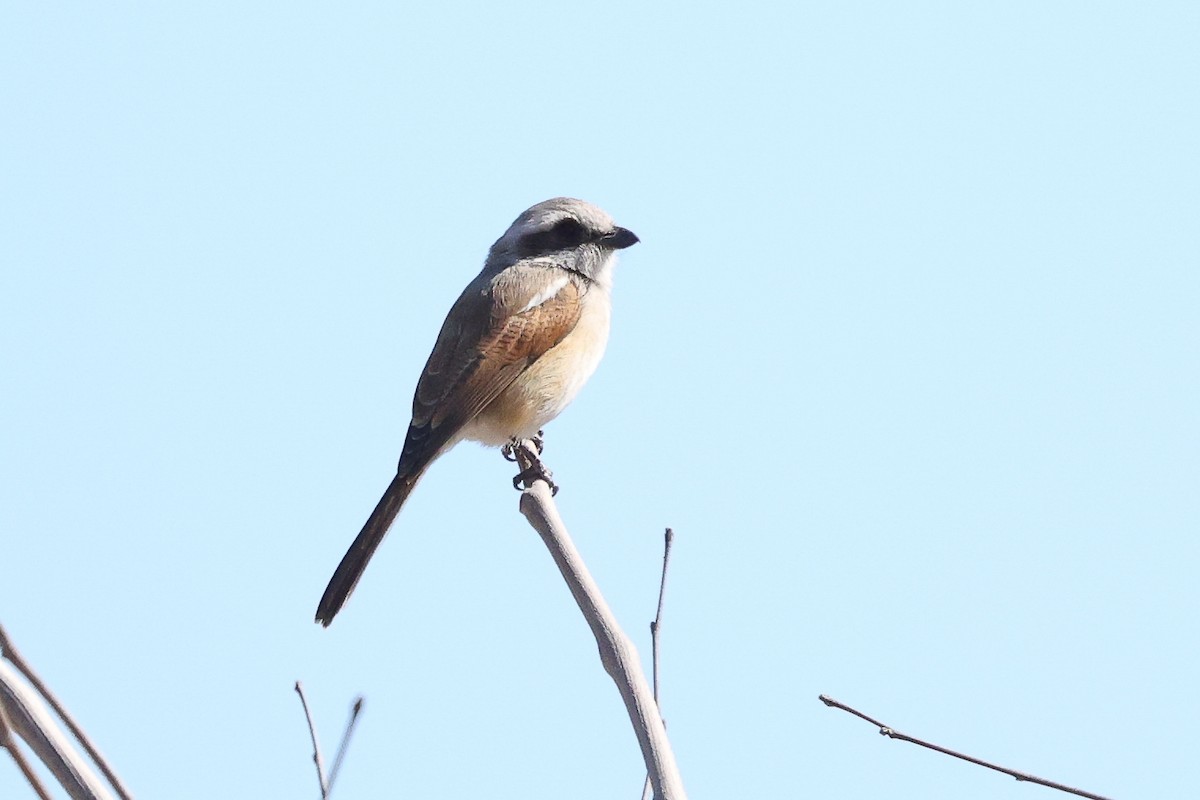 Souza's Shrike - ML621245774