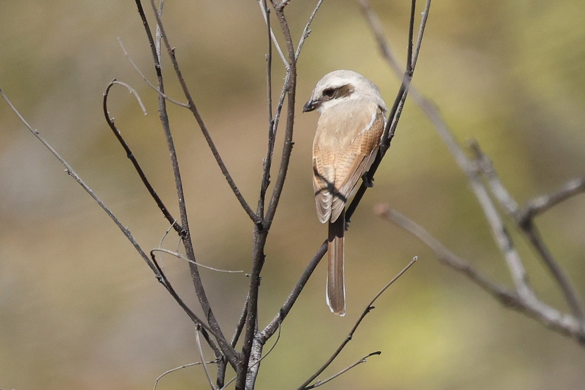 Souza's Shrike - ML621245776