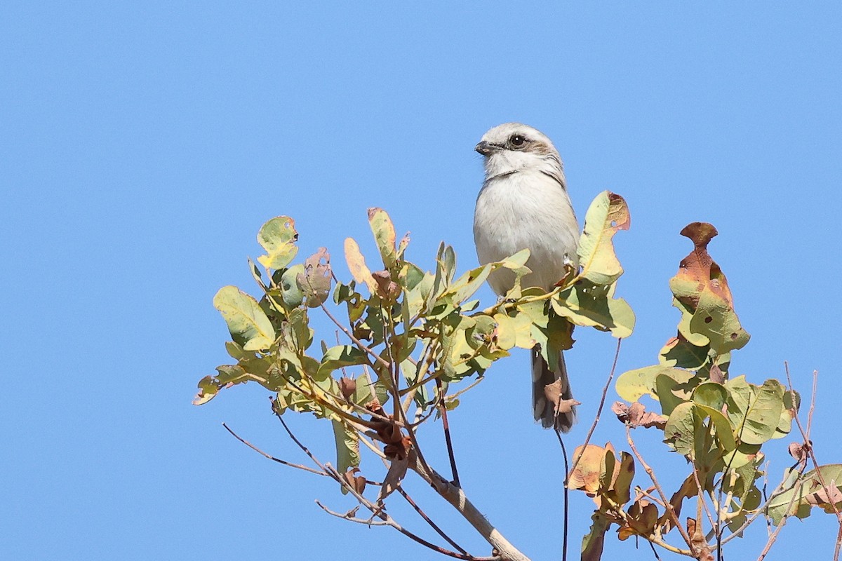 Souza's Shrike - ML621245777