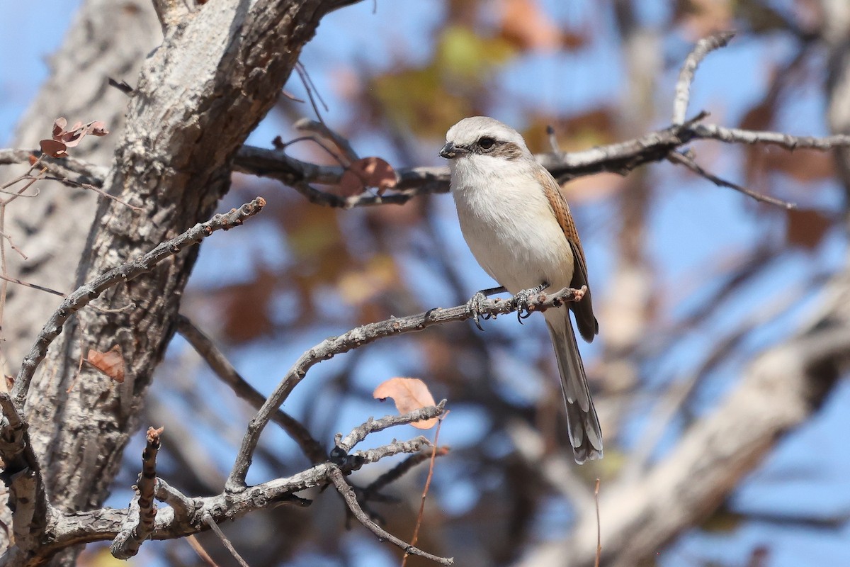 Souza's Shrike - Daniel Engelbrecht - Birding Ecotours