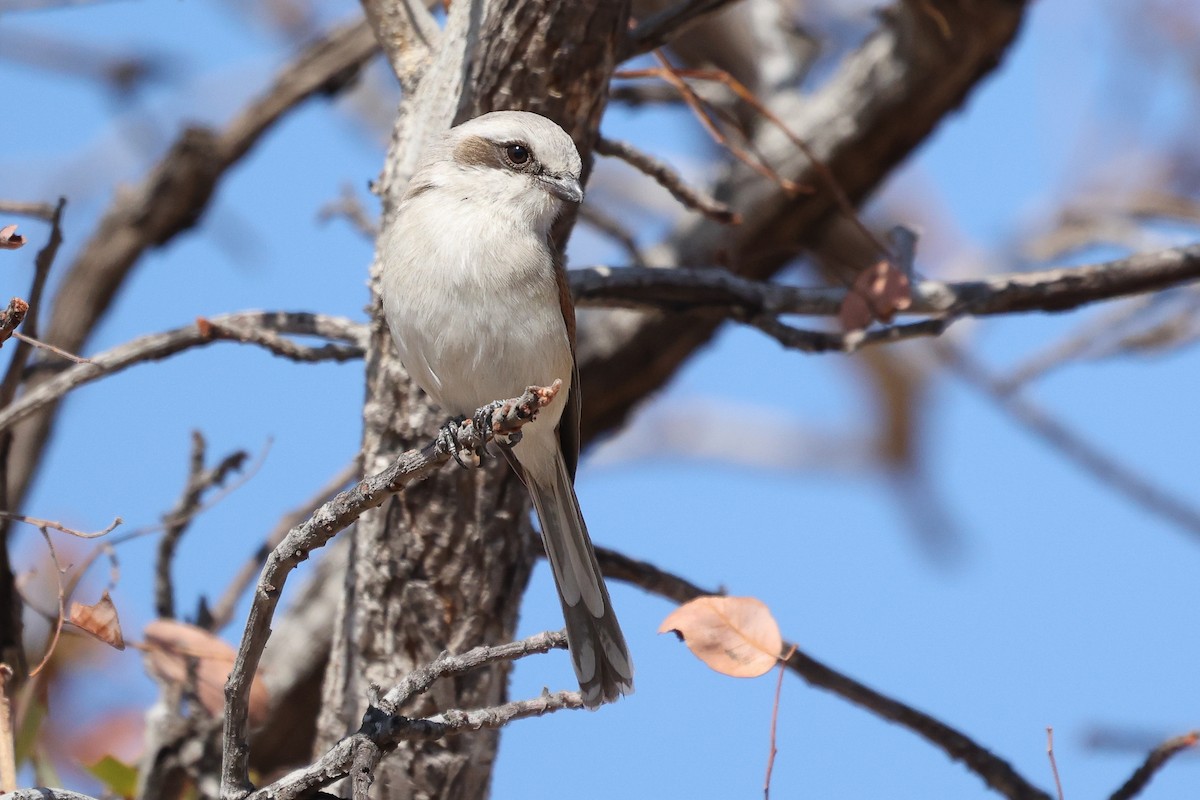 Souza's Shrike - ML621245779