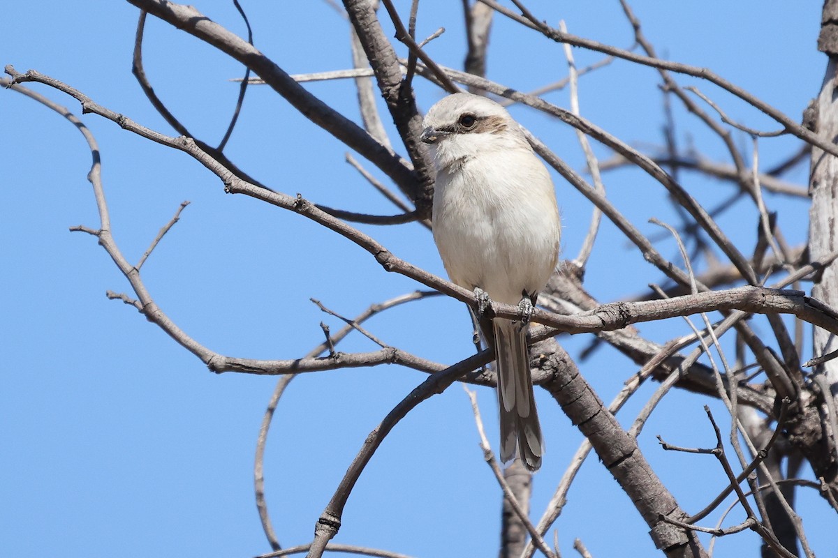 Souza's Shrike - ML621245782