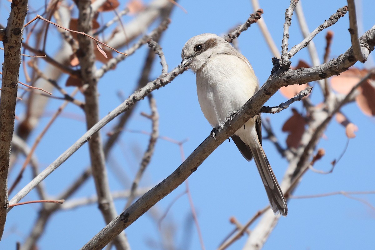 Souza's Shrike - ML621245783