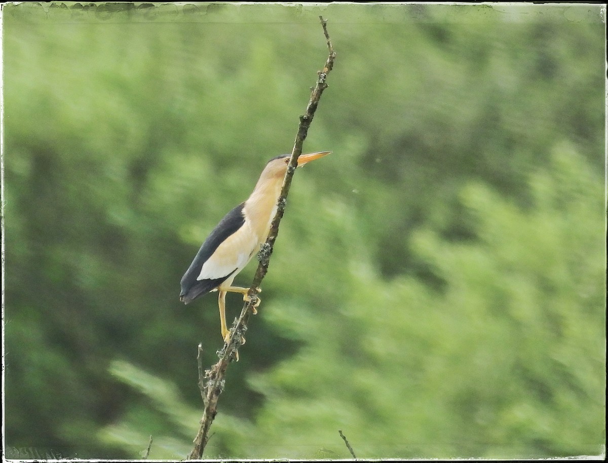 Little Bittern - ML621245809