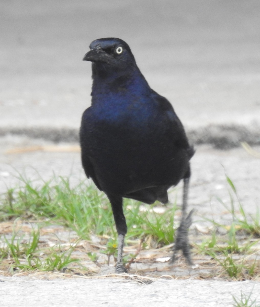 Boat-tailed Grackle - ML621245811