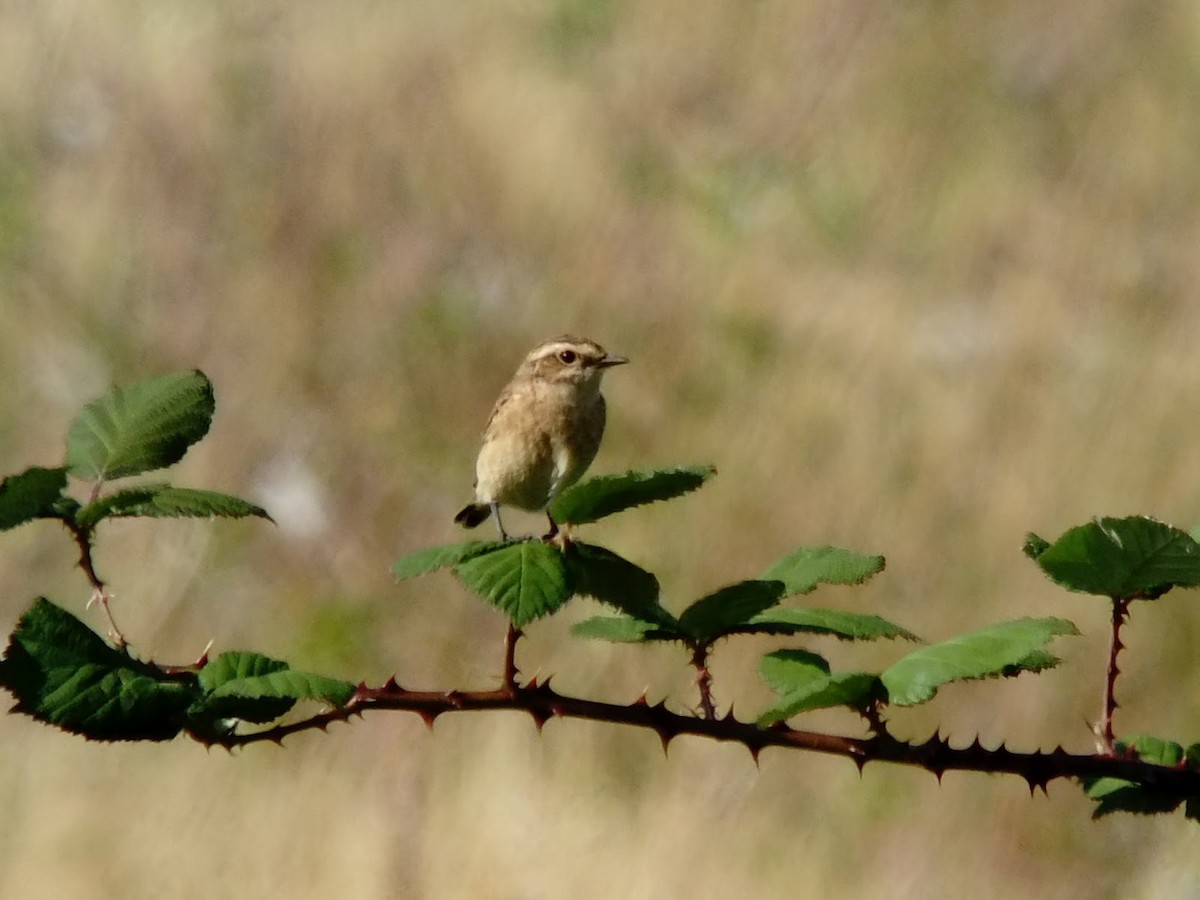 Whinchat - ML621245818
