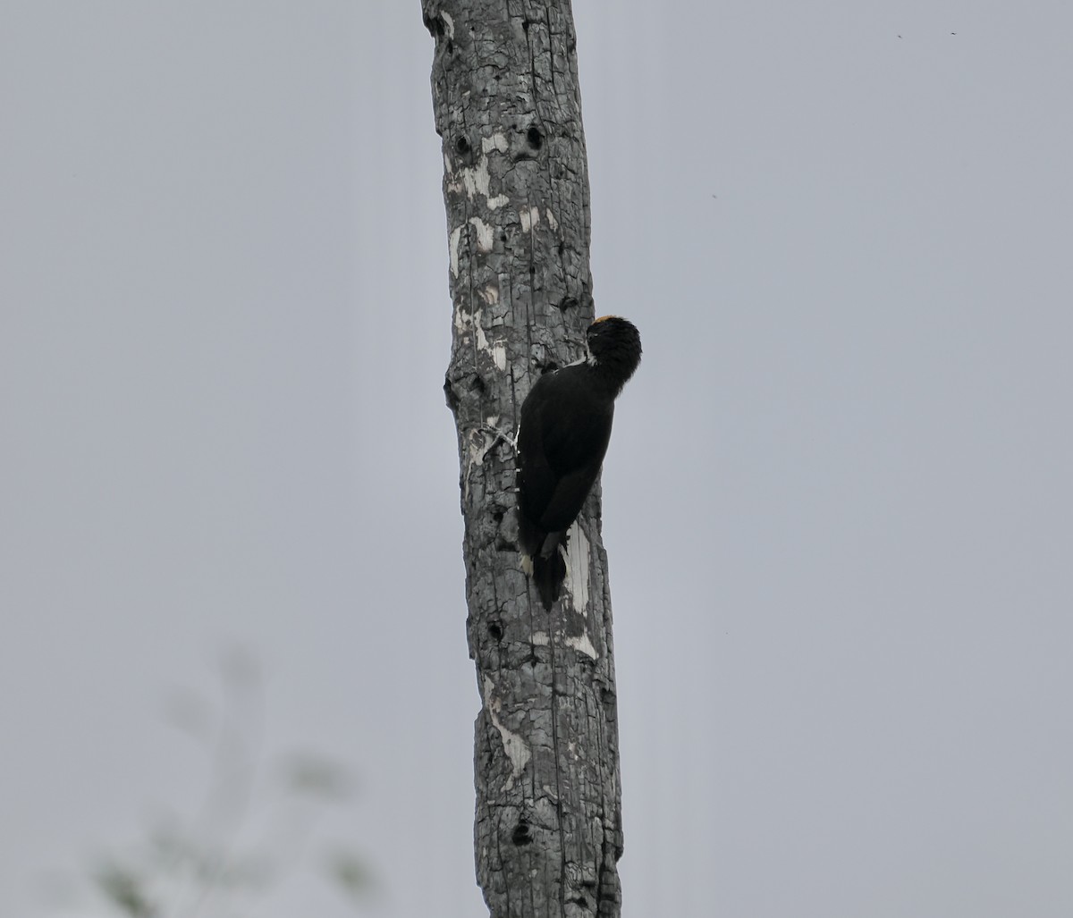 Black-backed Woodpecker - ML621245830