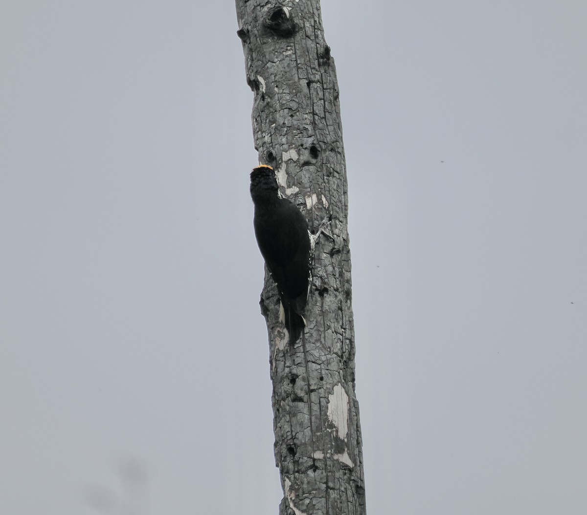 Black-backed Woodpecker - ML621245834