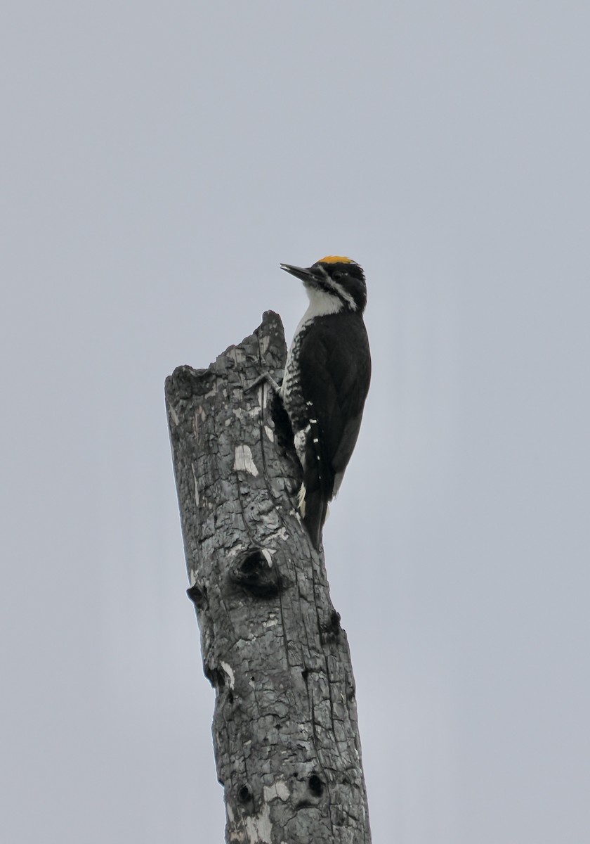 Black-backed Woodpecker - ML621245836