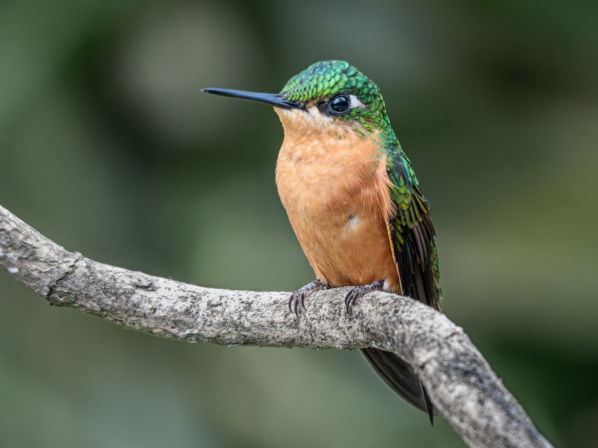 kolibřík brazilský - ML621245902