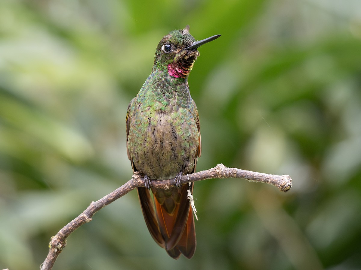kolibřík brazilský - ML621245904