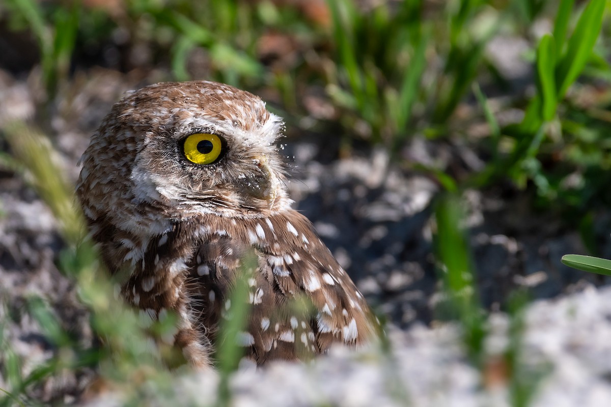 Burrowing Owl - ML621245923