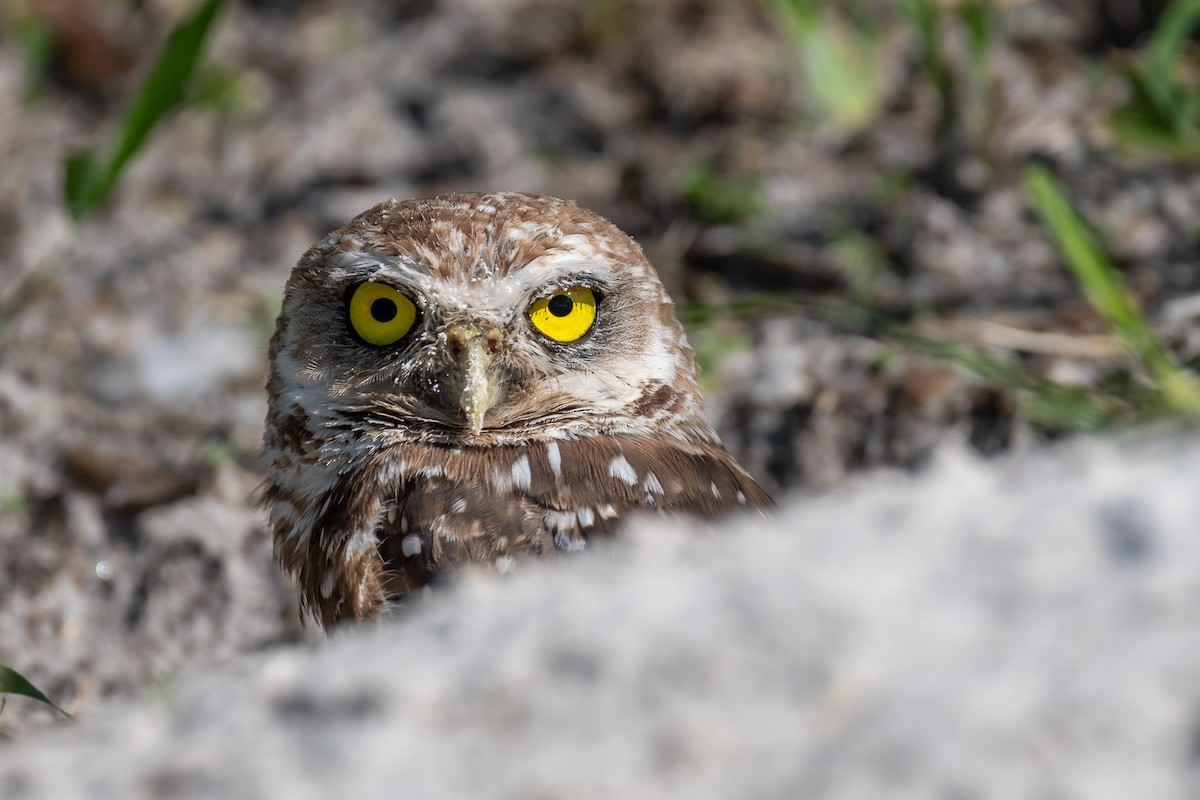 Burrowing Owl - ML621245924